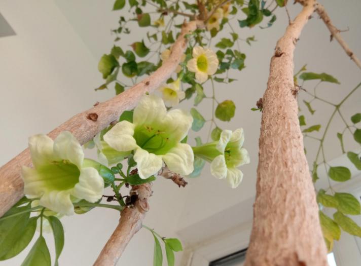 “客厅养树，十有九富”！老祖宗留下的“规矩”，说的太有道理了