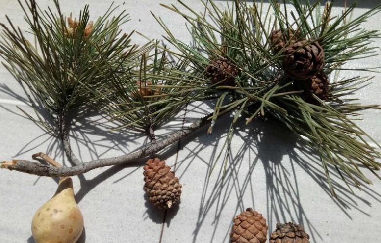 松果的生长过程小视频,松果成长过程