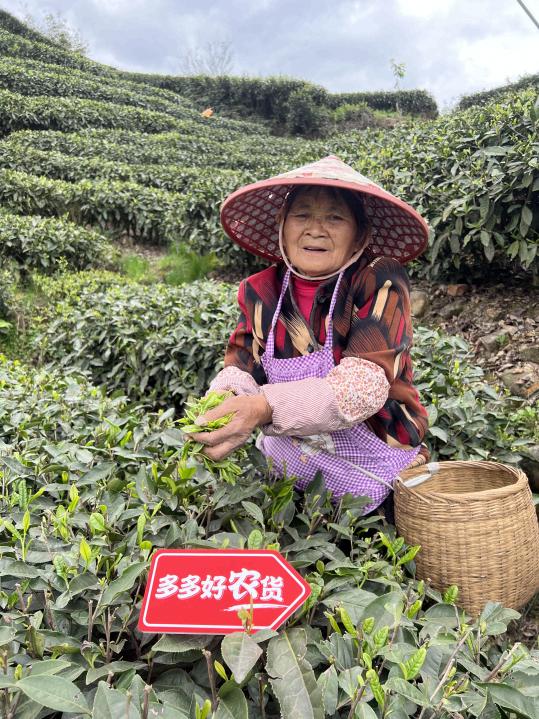 借力新电商，四川雅安“千年贡茶”走出大山入选“多多好农货”，仙茶故乡触电记