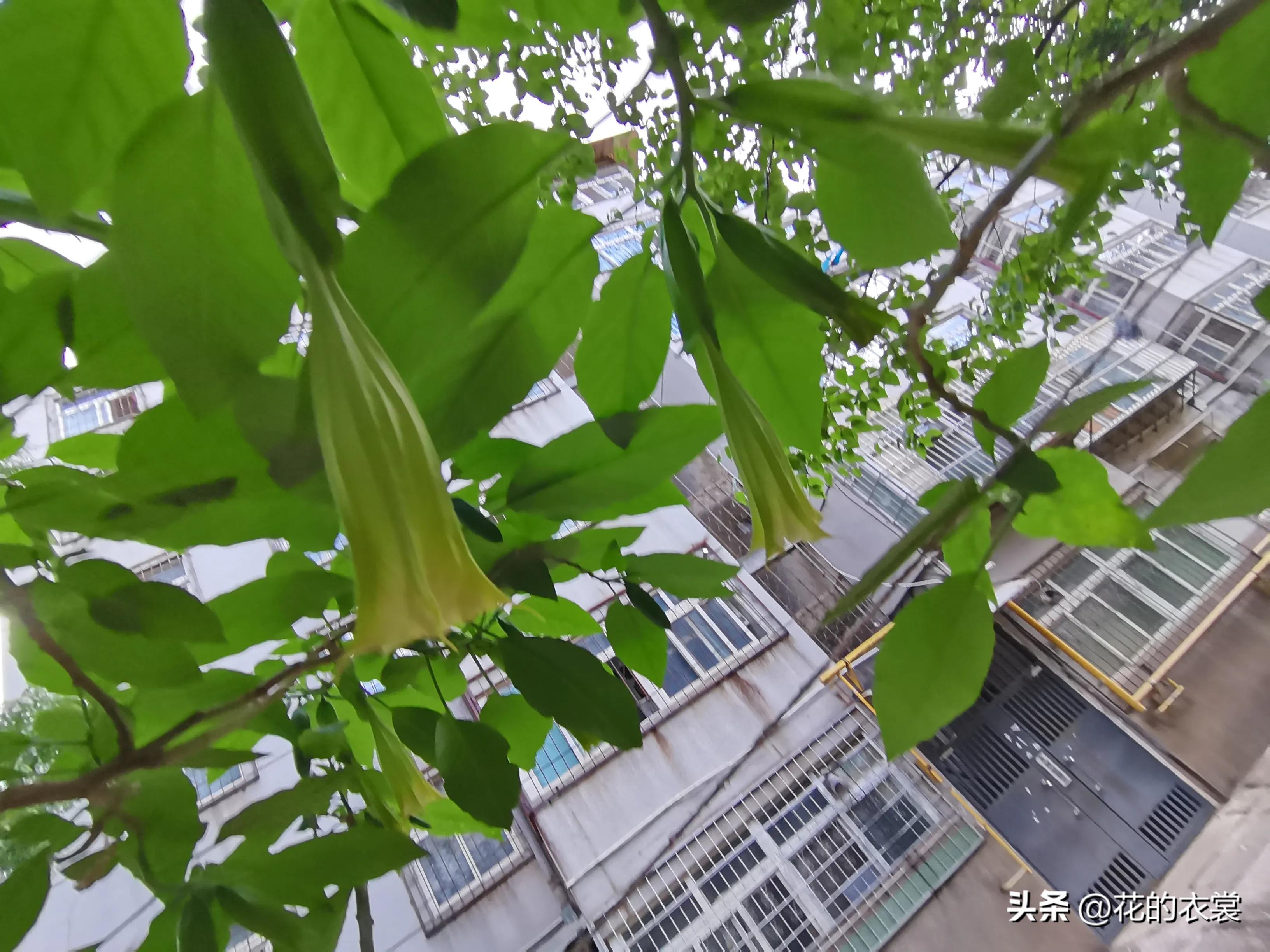 曼陀罗的果实是哪样的,曼陀罗的果子像什么样