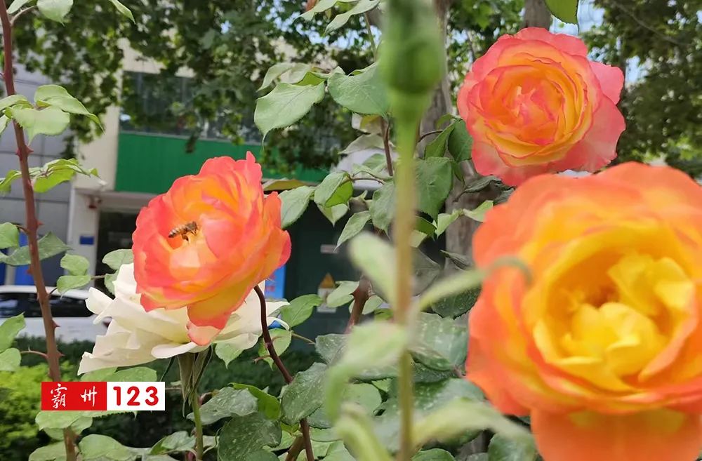 霸州美景,霸州风景如画