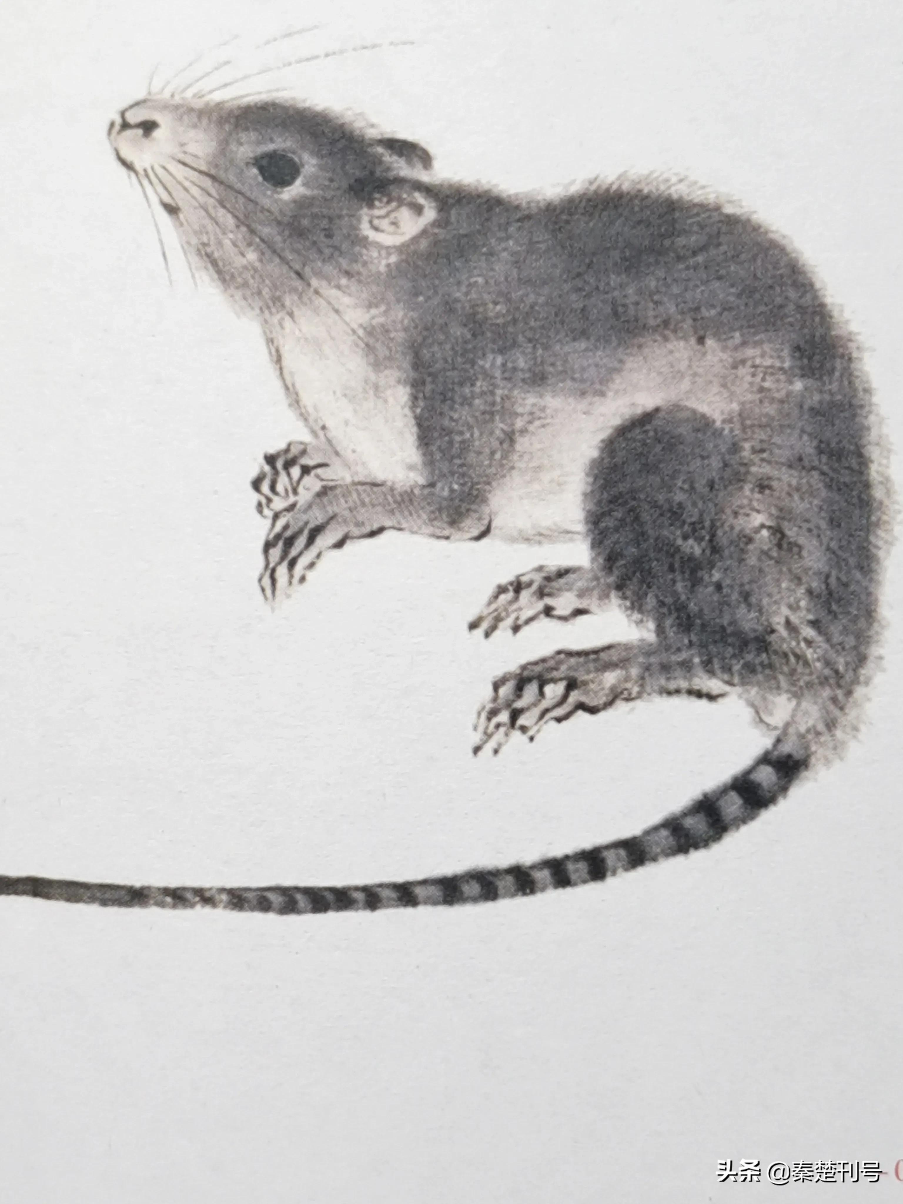 属相老鼠为啥排第一,老鼠排十二生肖第一个真实原因