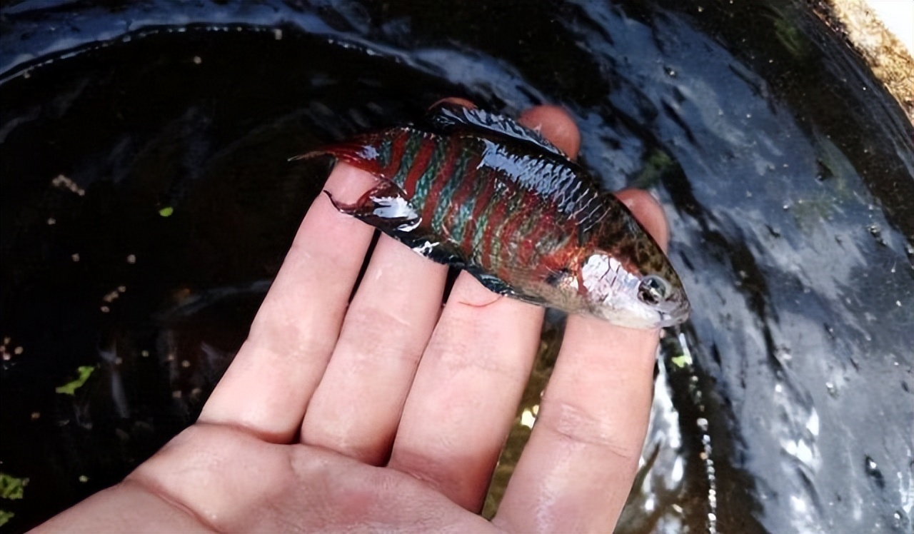 菩萨鱼曾经在农村经常见到，被当*鸡做**鸭零食，为啥现在很少见到？