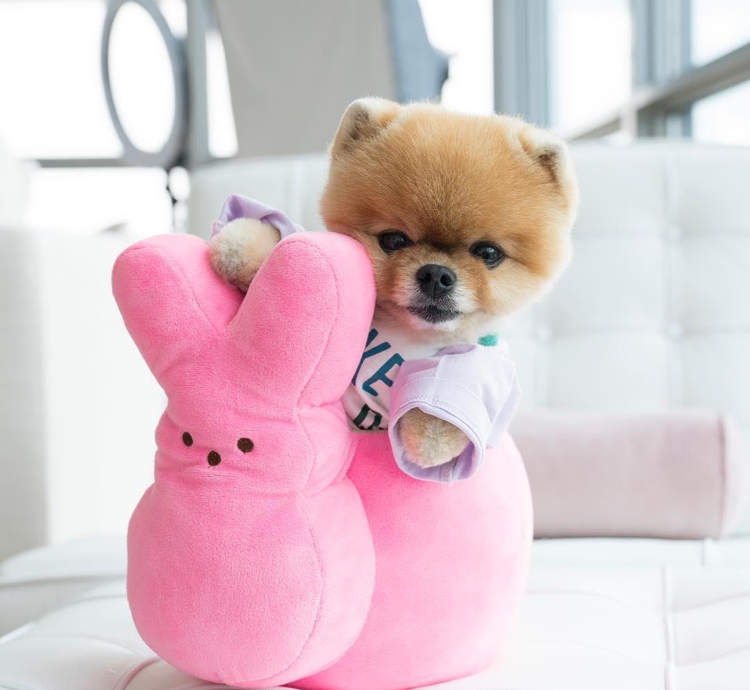 博美第一次来例假吗,博美来例假感冒