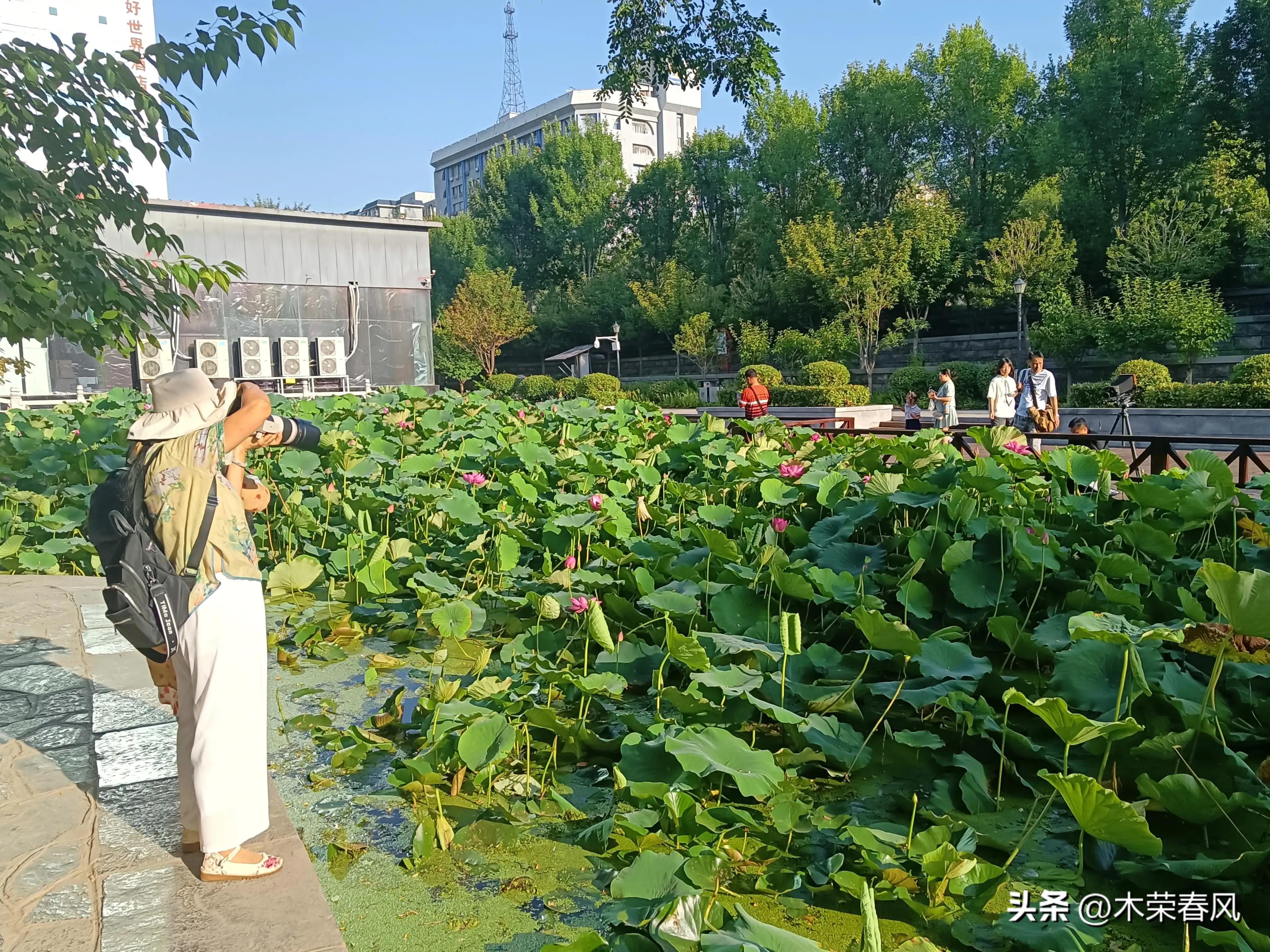 莲湖公园看荷花几点合适,莲湖公园荷花怎么走
