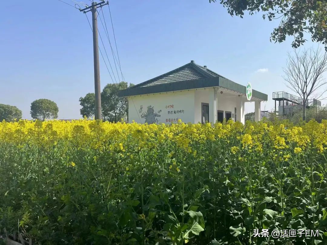 上海桃花节旅游攻略,桃花节推荐去哪里旅游