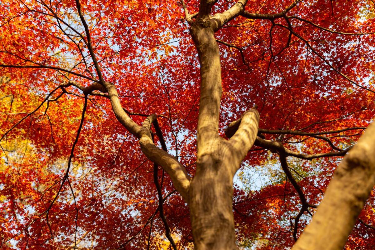 吉祥树开启吉祥年,红红火火多子多福的吉祥树