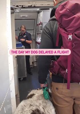 狗子坐飞机一秒钟被亲了八次，毛都快撸秃了…空姐：是不是轮到我