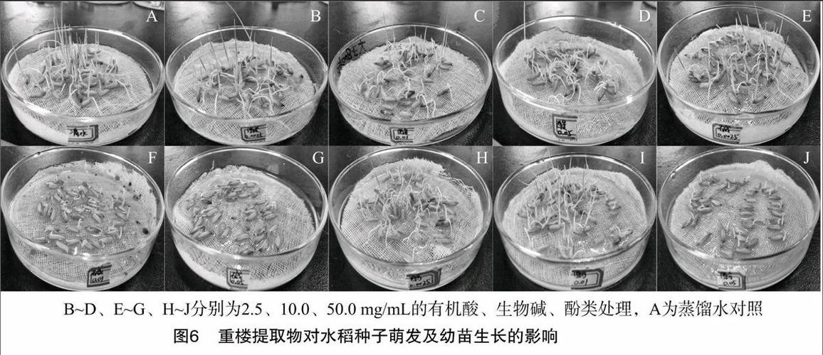 米糠营养价值研究,农业技术益处