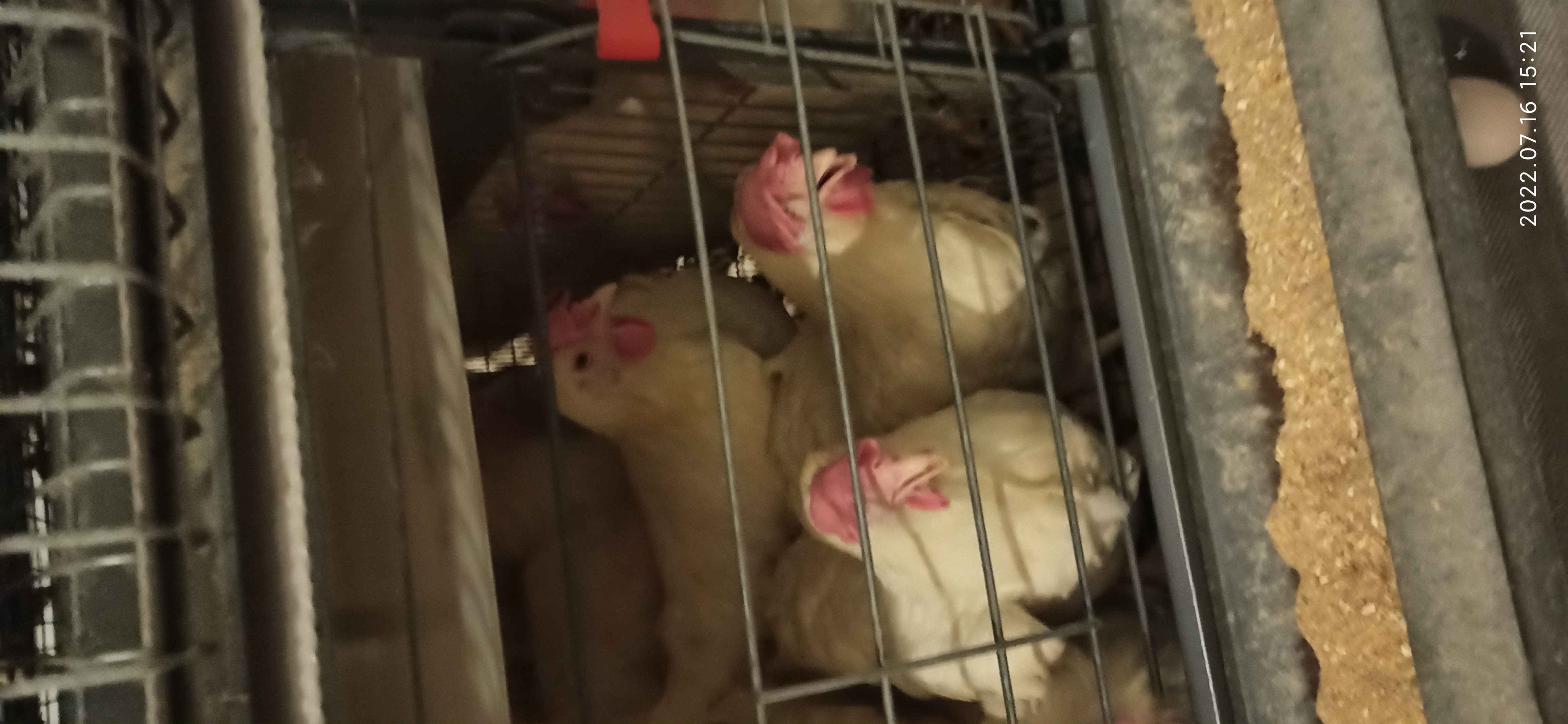 牧翔禽病研究院‖蛋鸡传染性贫血并发滑液囊支原体病例（湖北）69