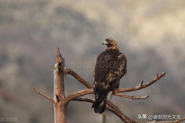 自信的人永远相信自己,永远都要做自信的人