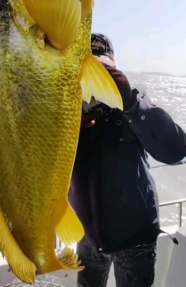 6000元两条野生大黄鱼,游客钓上野生大黄鱼市场价过万