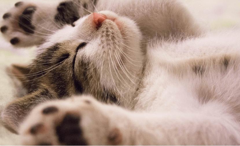 富力鲜猫罐头24罐混合口味,巅峰猫罐头哪个口味适口性好一点