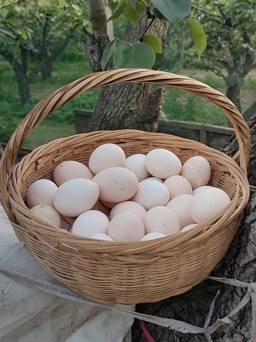 黑壳鸡蛋和白壳鸡蛋的区别,深色壳鸡蛋和浅色蛋壳哪个有营养