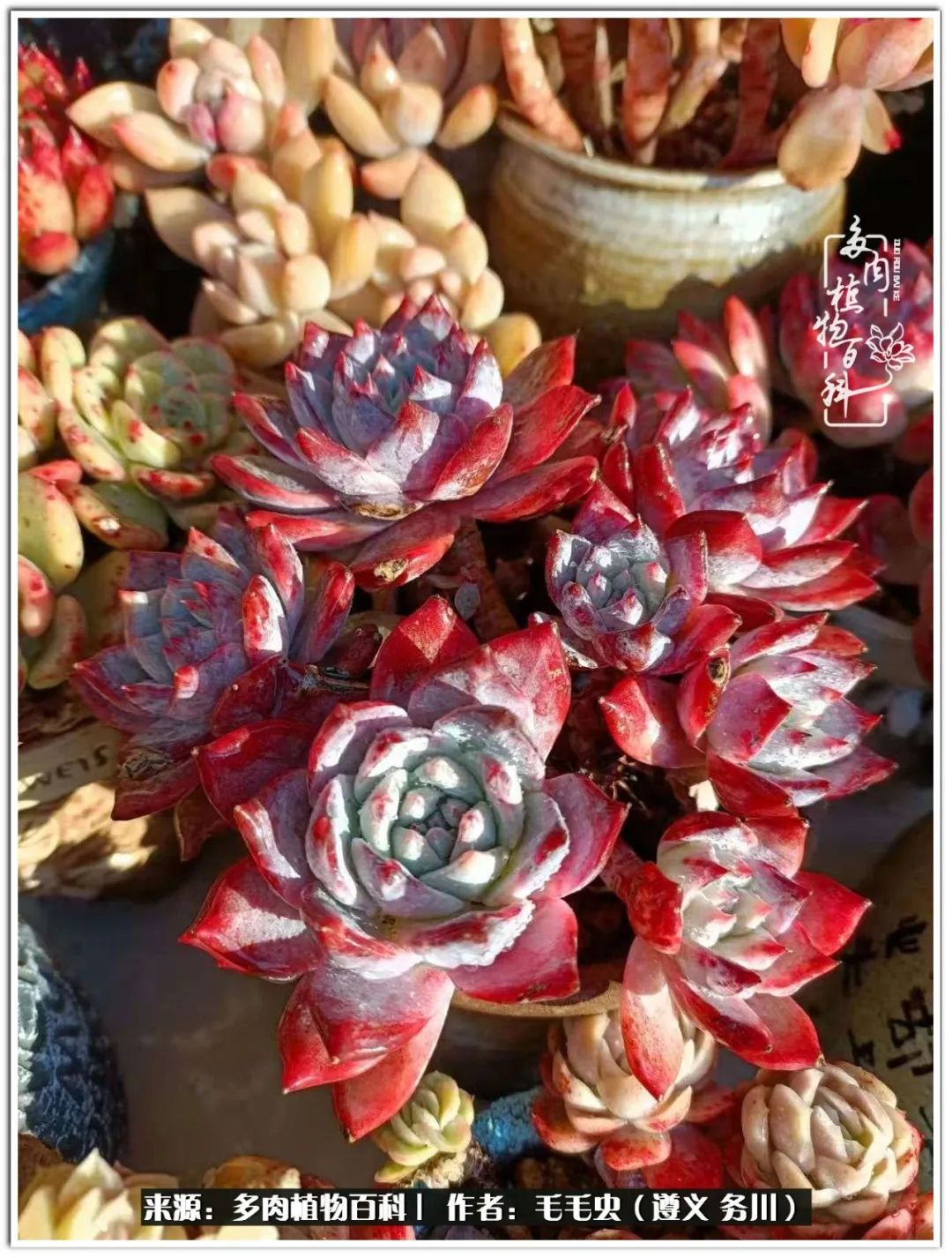 多肉可抵岁月,多肉之花语