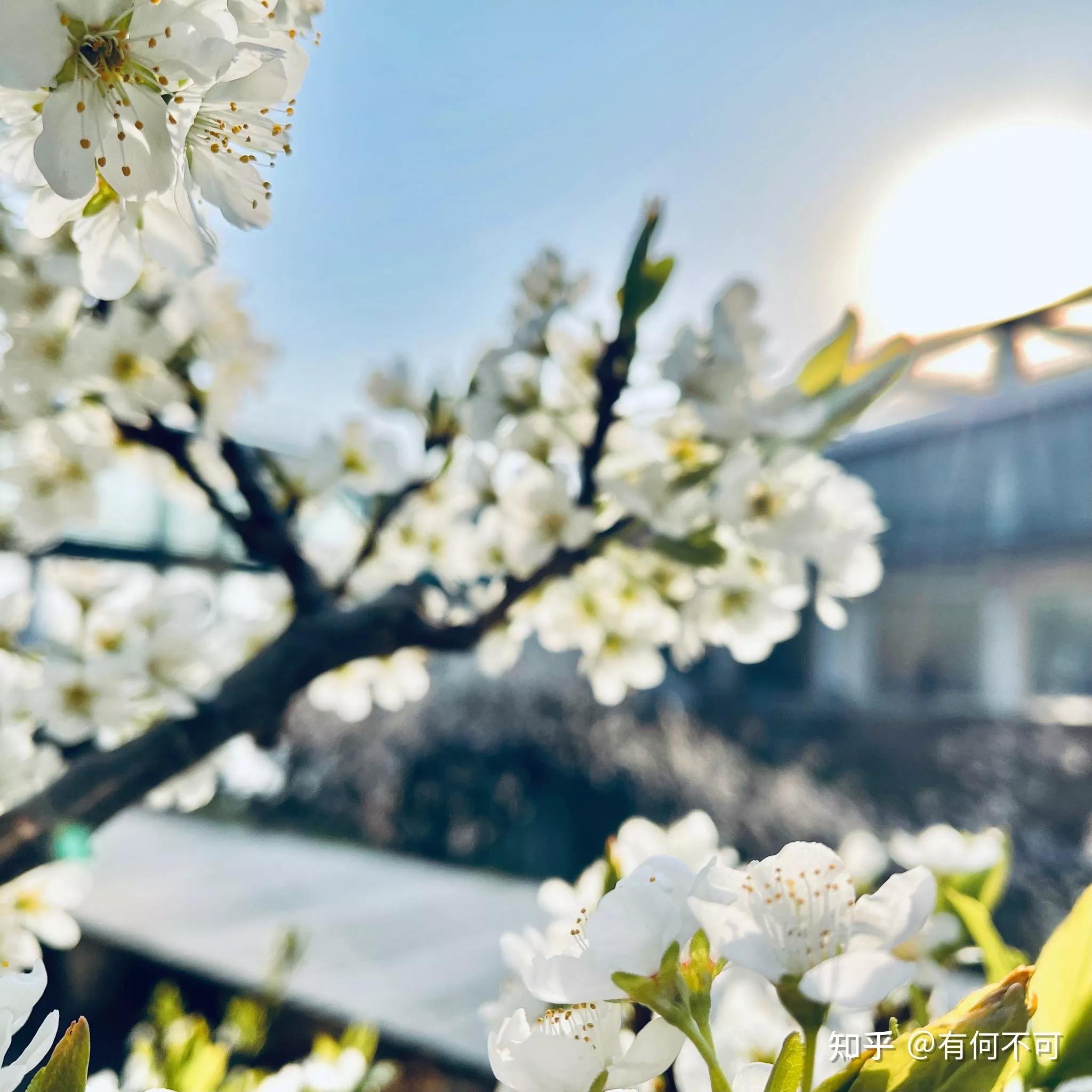 虞美人问君能有几多愁孟庭苇,虞美人春愁古诗三百首