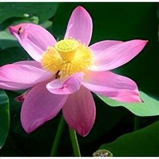 欢迎来大美微山湖观光尝美食,微山湖红荷湿地公园美食推荐