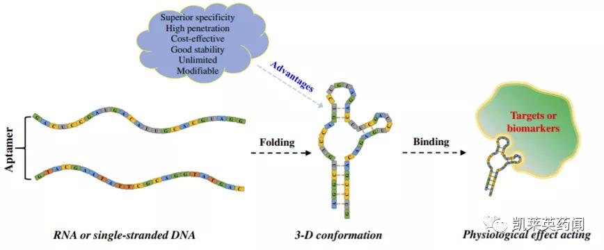 新药巡礼:核酸“抗体”曙光已现,NOX-A12发力肿瘤治疗