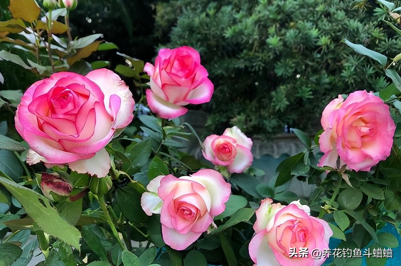 玫瑰一直不长,玫瑰花不开花什么原因