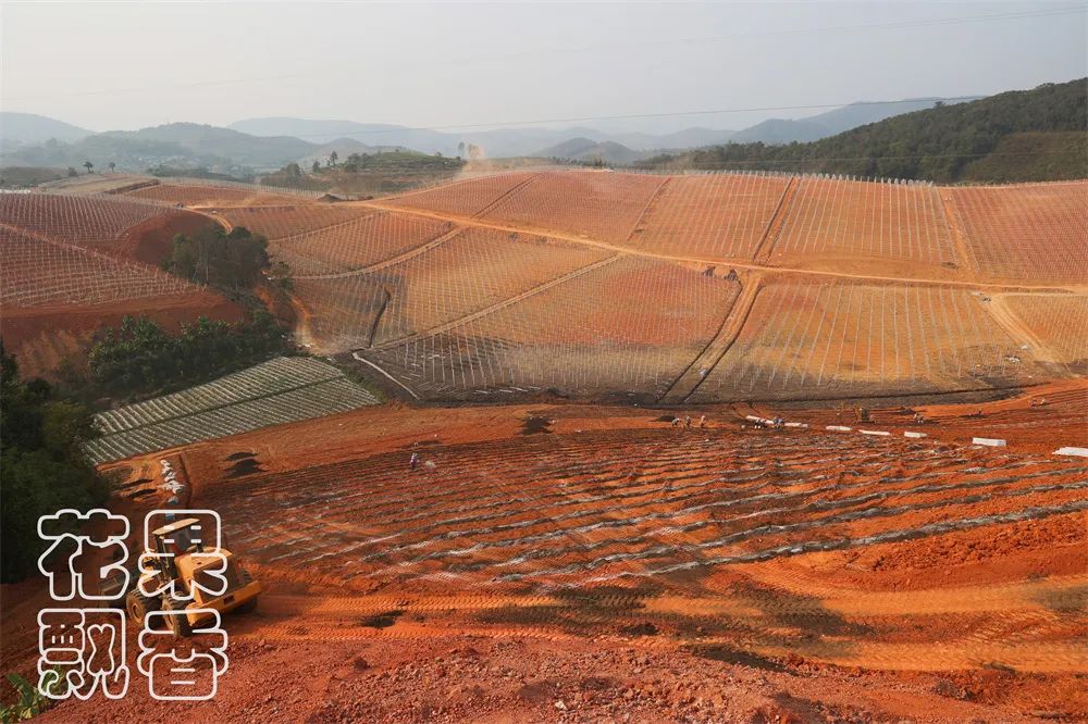 冬季好卖的水果有哪些,比较容易卖的水果有哪些