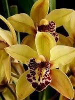 最美的100种兰花图片,欣赏一下最美的兰花