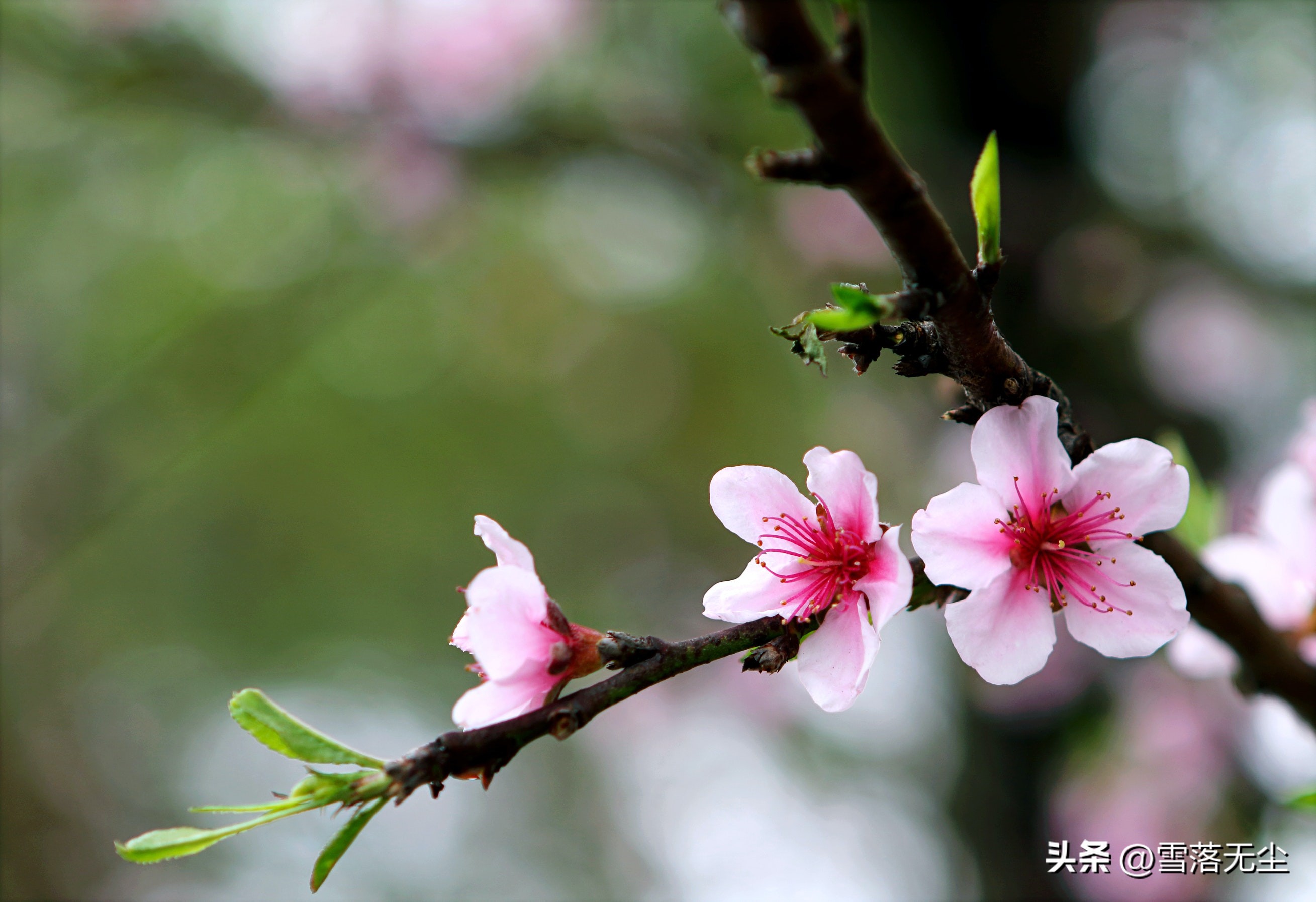 你爱的人不爱你女声完整版,你爱的人不爱你还要继续吗