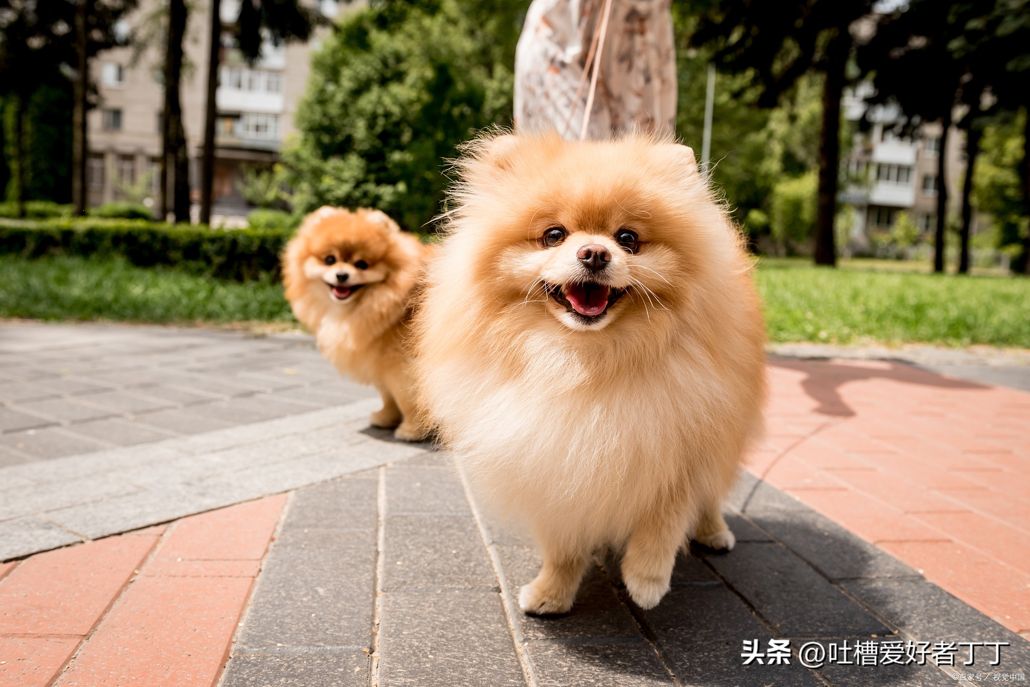 小型宠物狗品种大全,白色宠物狗小型品种