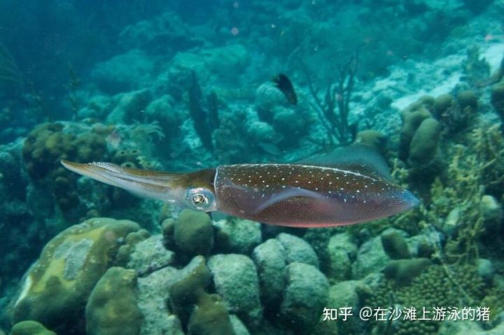 大话舟山海鲜系列（三）—大话墨鱼（喷墨家族成员之一）