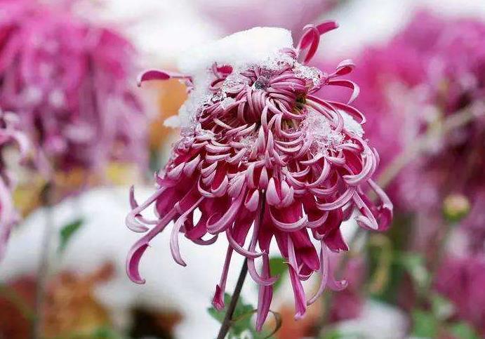 冬菊诗句解析,冬菊七言诗大全