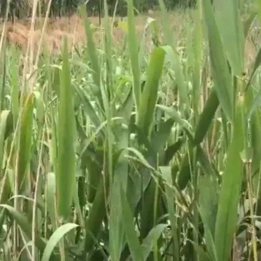 端午节到了包粽子,端午节包粽子的粽叶哪里来