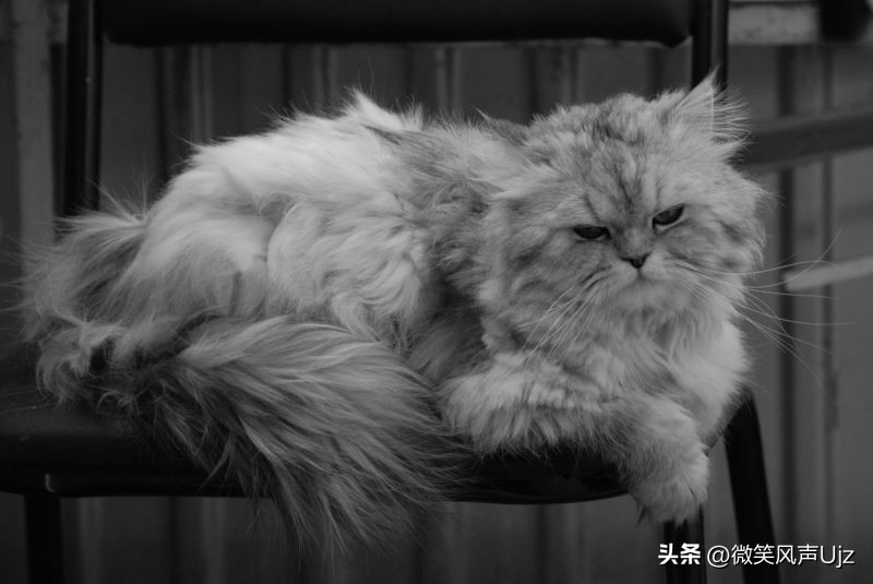 伯曼猫有斑纹吗,伯曼猫眼睛什么颜色
