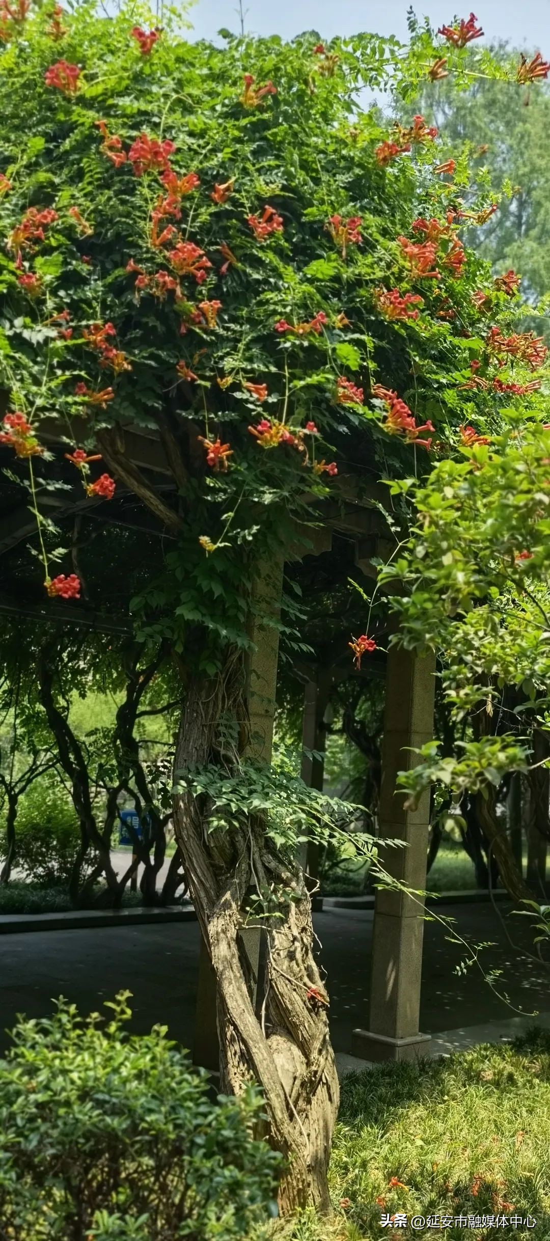 陕西宾馆迎来最佳观花赏景季节,陕西宾馆内景色