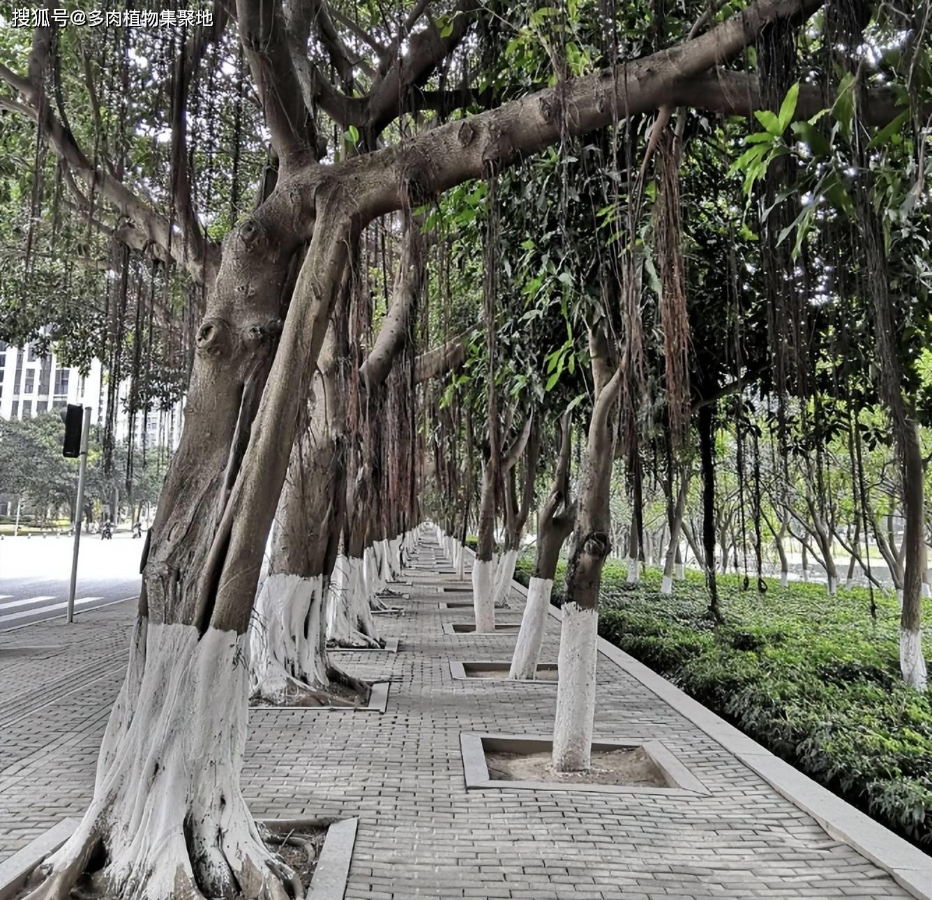 什么树阴气重不能种在家里,家中最忌讳的十种植物