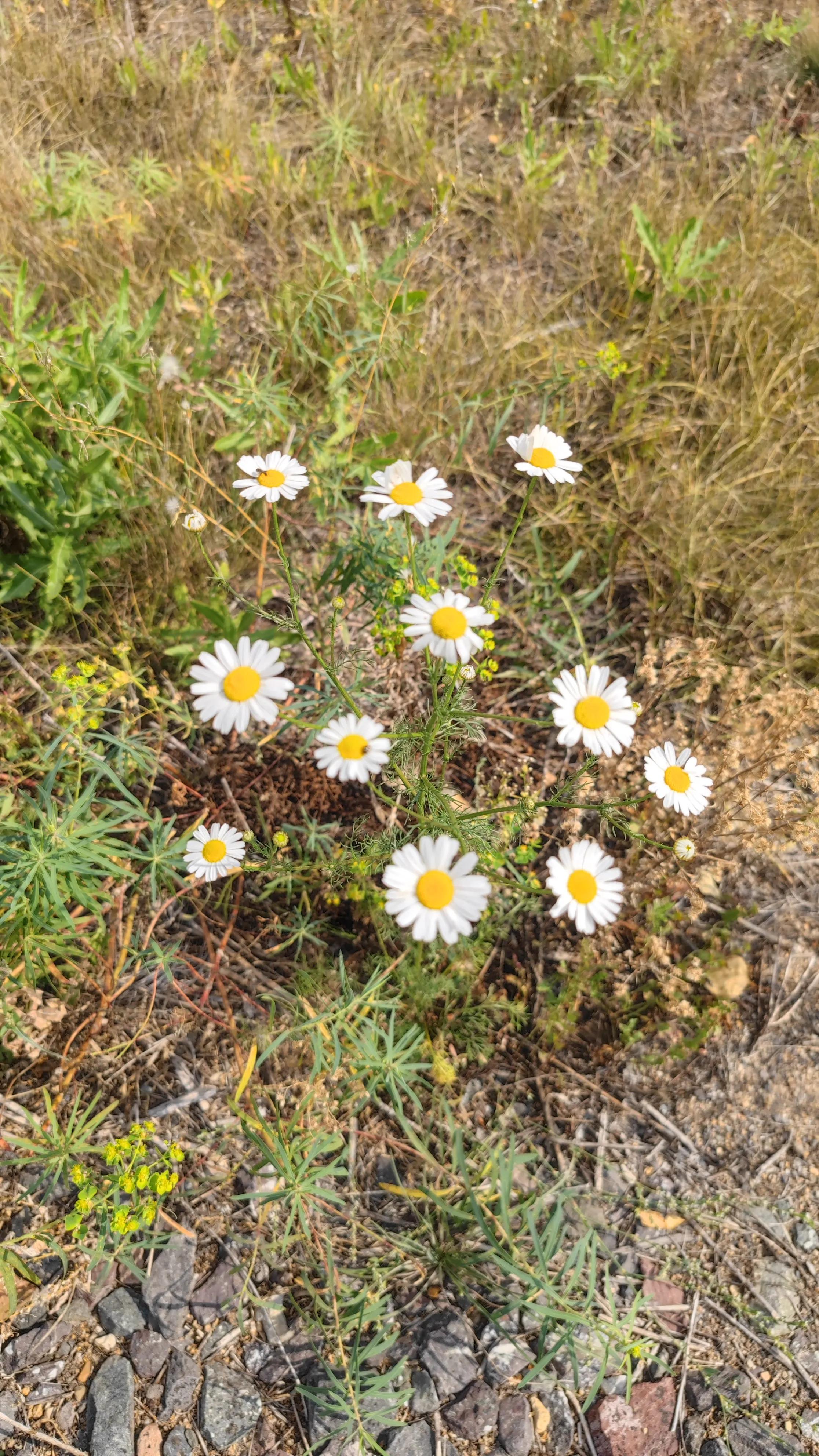 历史冷知识——中国医院的起源