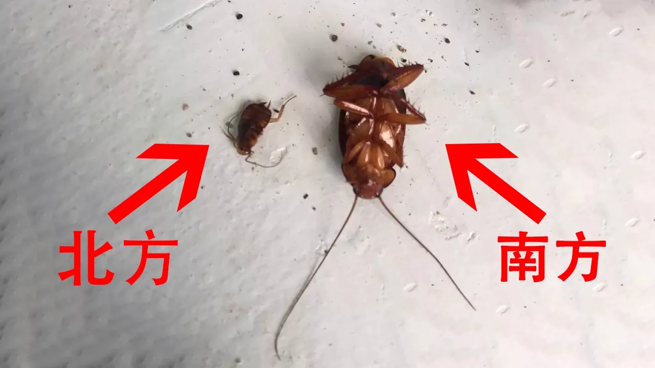 引人不适的蟑螂,让人细思极恐的蟑螂