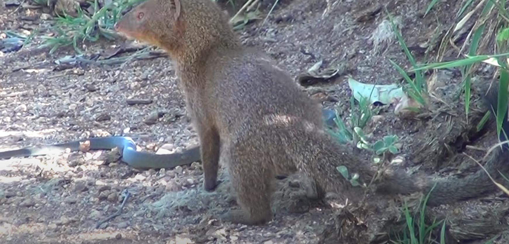 獴和毒蛇同归于尽,獴和毒蛇大战
