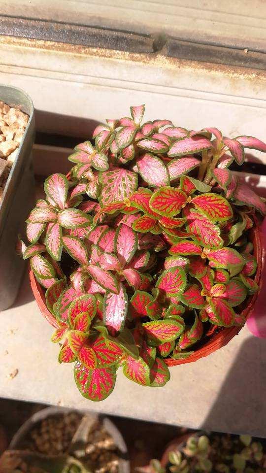 16种喜阴蔬菜,16种适合夏天养的花