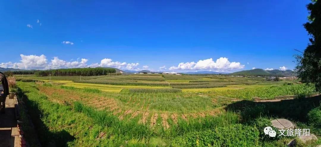 冬樱散场菜花香，蜂飞花间采蜜忙：用一天的时间去邂逅乡野风光
