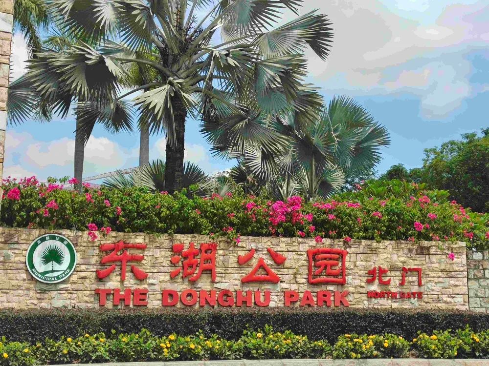 40年前TA被选为江门市花，如今成片成群绽放，扮靓整座城市！