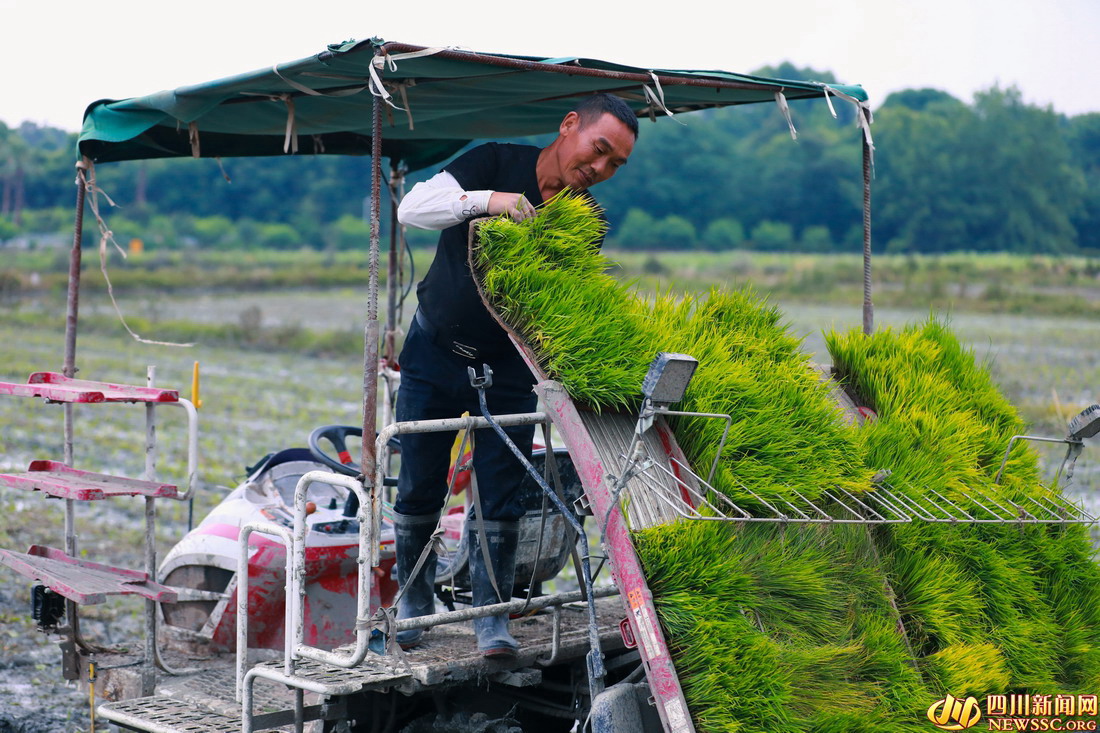 【镜观四川】六月至，宜莳秧！