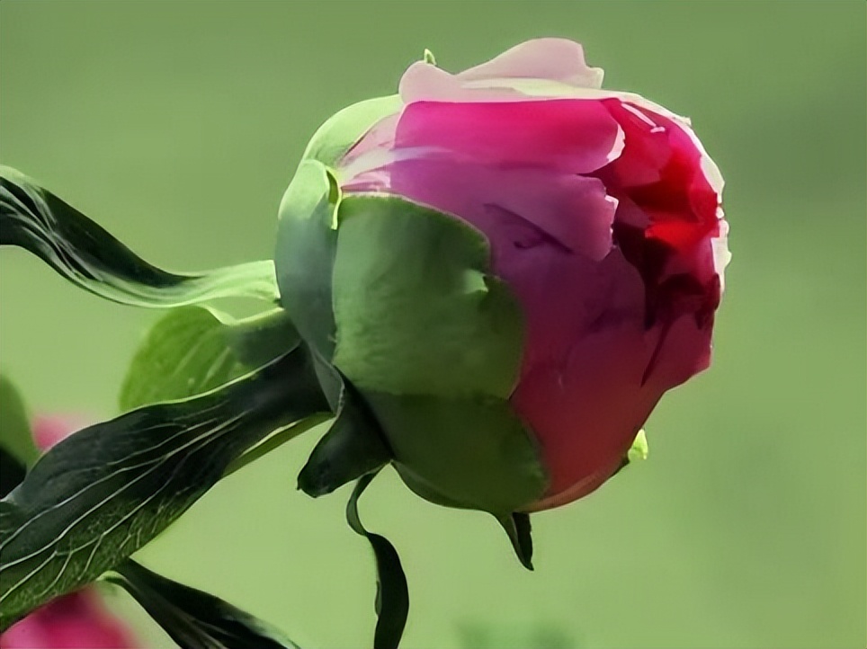 国色天香牡丹花魏紫,国色天香魏紫