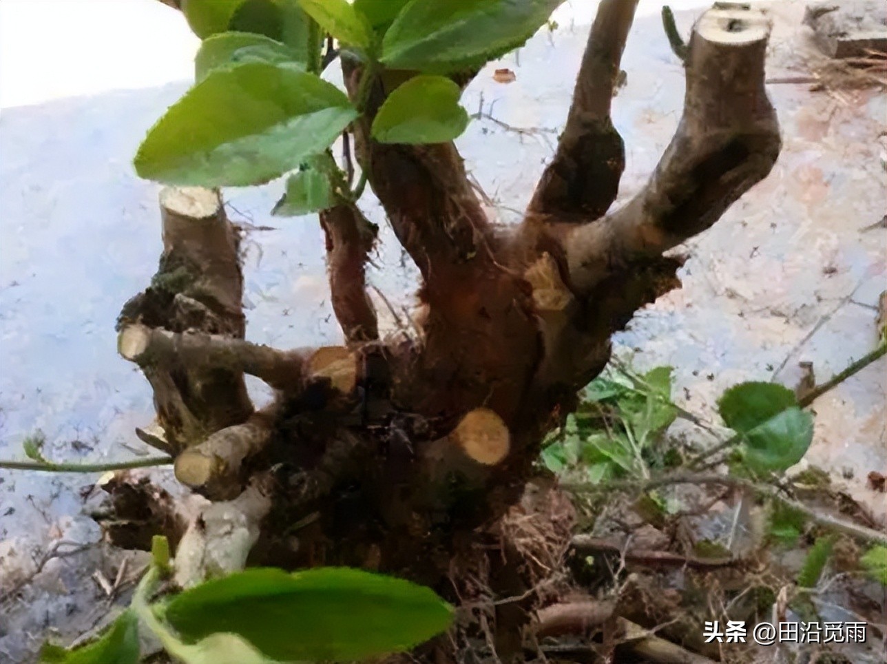 刚挖的盆景树怎么修剪,刚挖出来的盆景养护方法