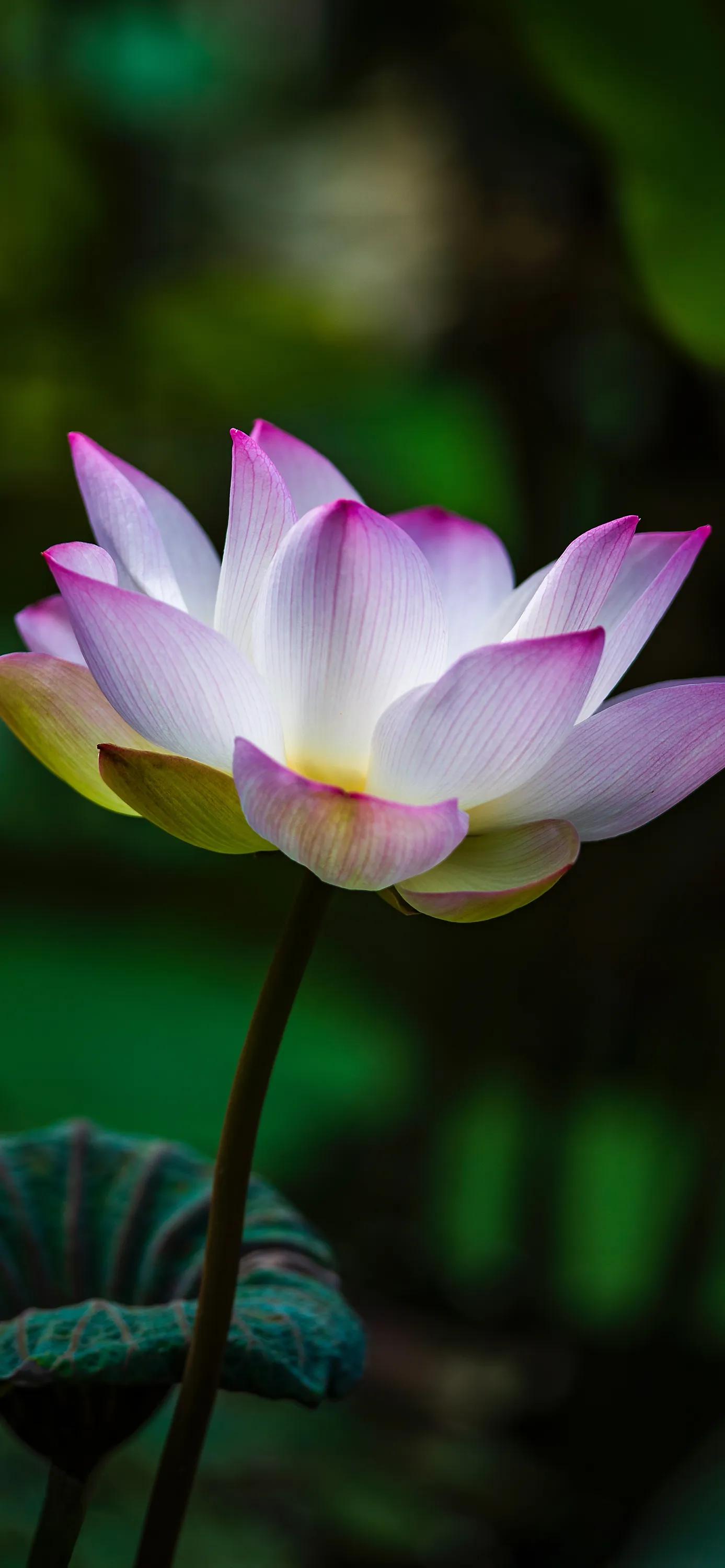 全屏荷花手机壁纸,唯美荷花手机壁纸