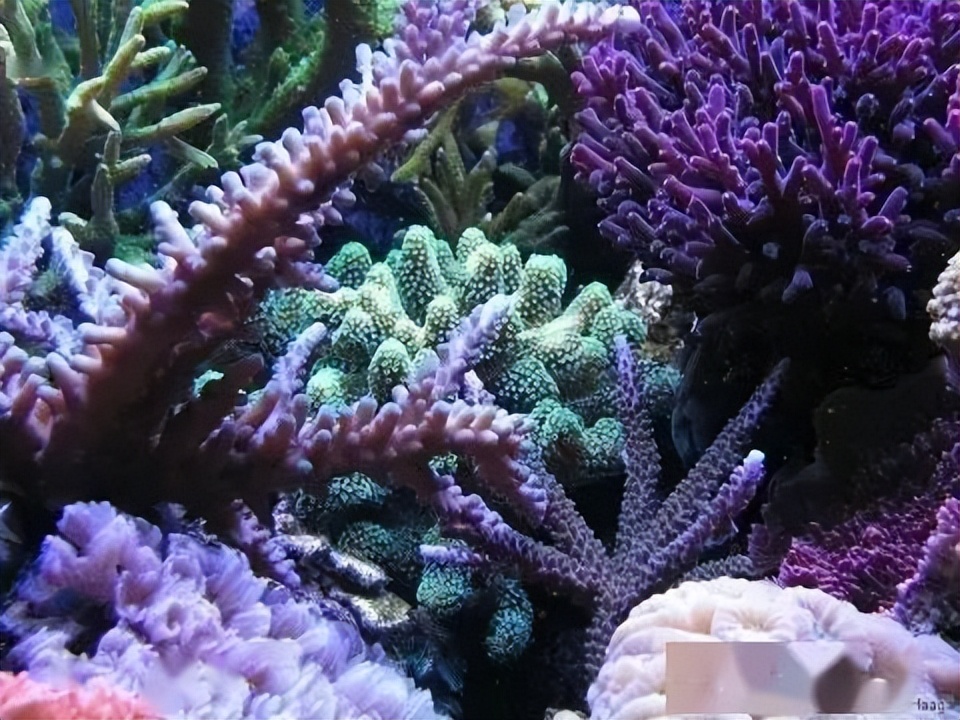 海水珊瑚缸鹦鹉螺,海水缸珊瑚视频大全