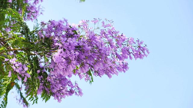 泸州蓝花楹打卡地,蓝花楹打卡点照片