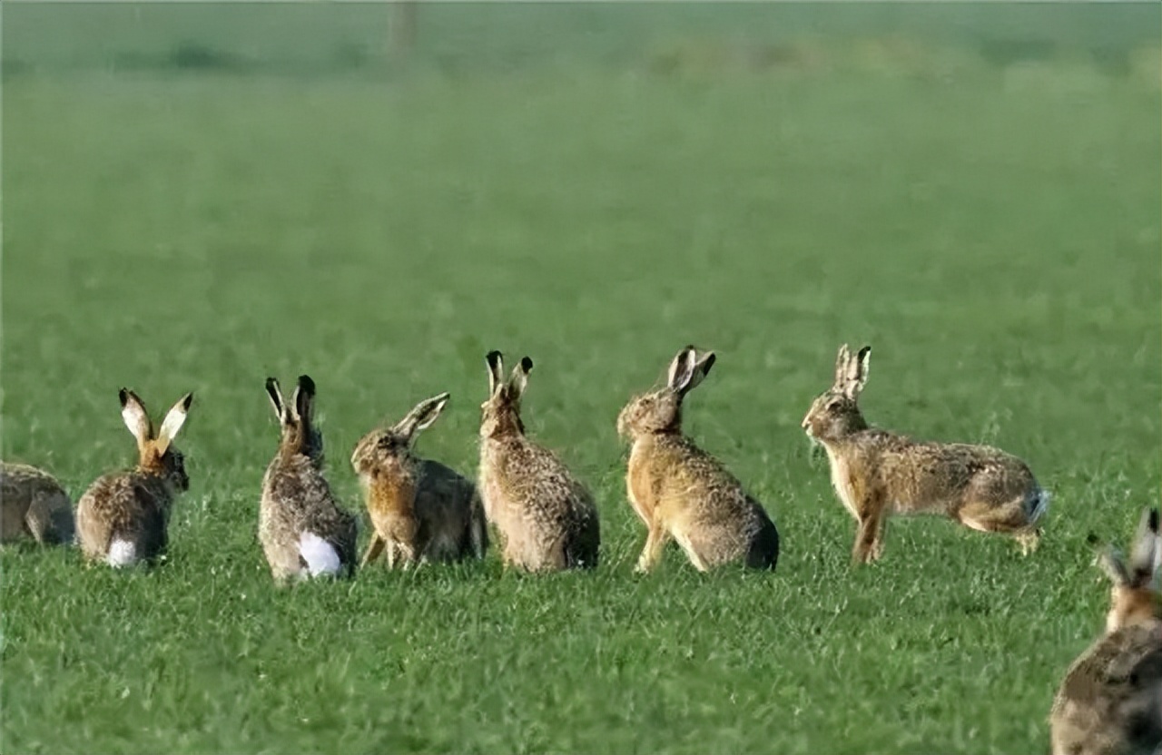 澳大利亚野兔泛滥成灾的原因,澳大利亚的野兔成灾结局