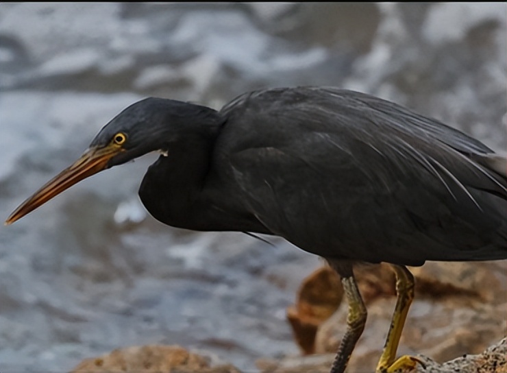 家底大揭秘！深圳究竟有多少“神奇生物”？