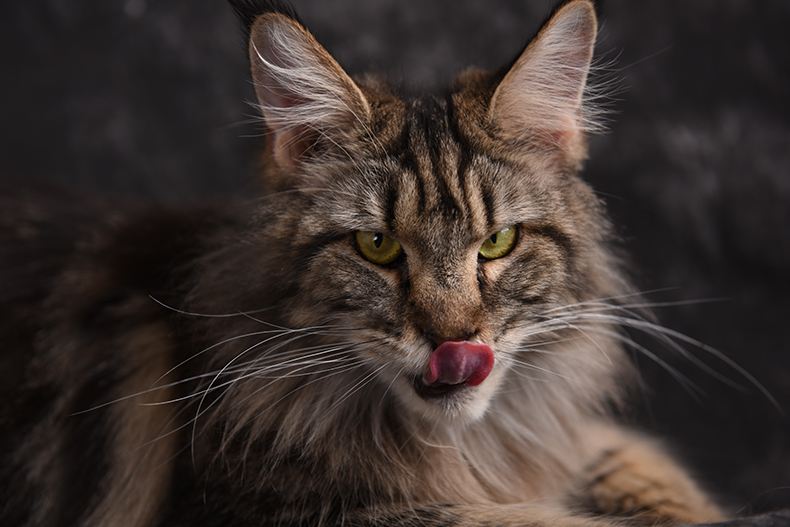 养猫知识猫咪泪痕擦不掉怎么办,养猫知识猫咪品种大全