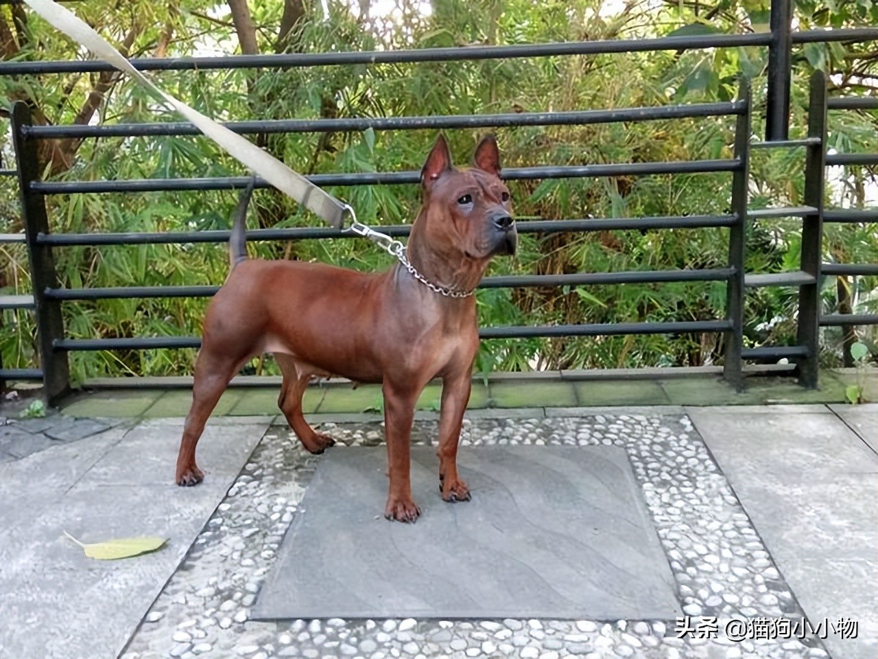 猎犬之王川东猎犬,川东猎犬中国猎犬排第一名的犬