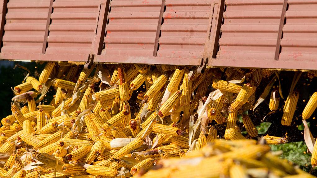 美大豆玉米出口面临威胁,美国大豆倾销中国原因